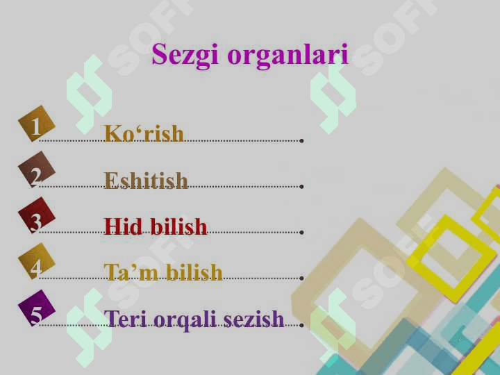 Sezgi organlari 3