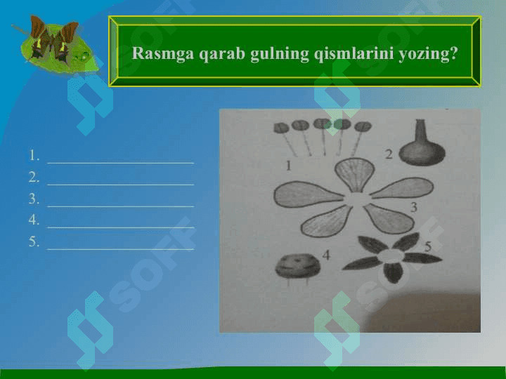 Gullarning changlanishi 5