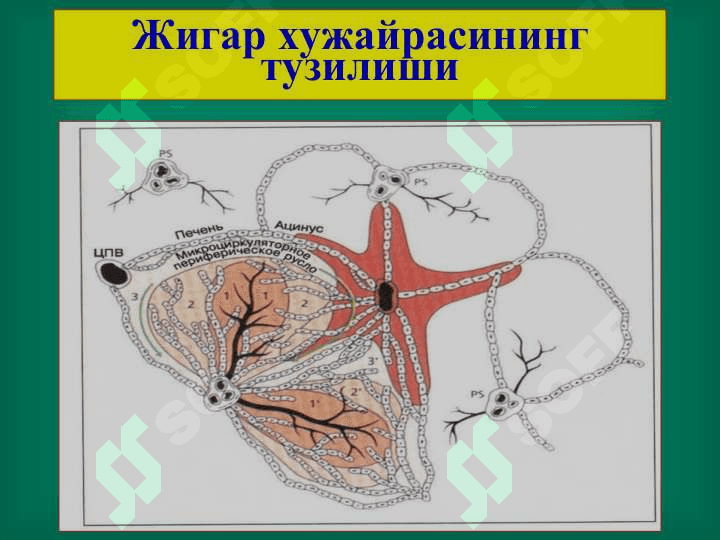 Жигар хирургик касалликлари 5