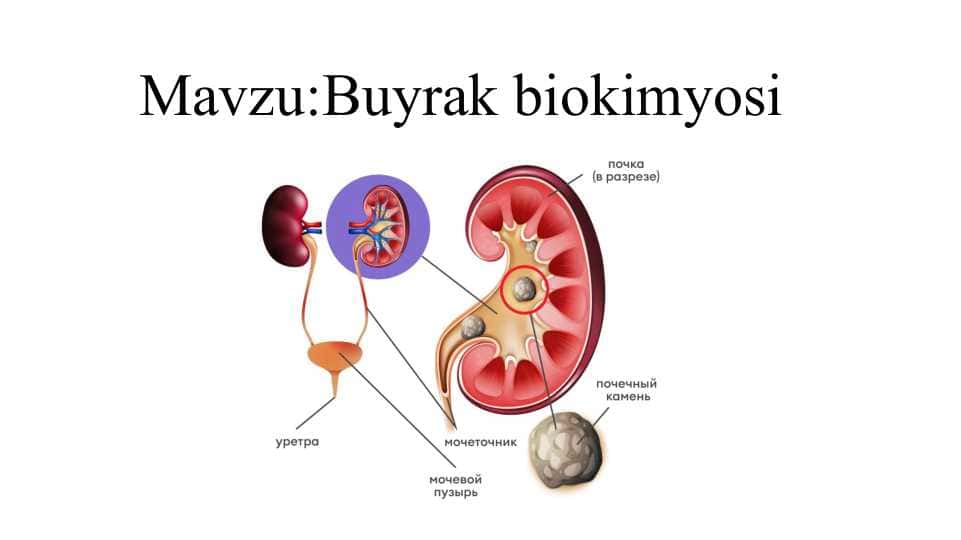 Buyrak biokimyosi pptx 1
