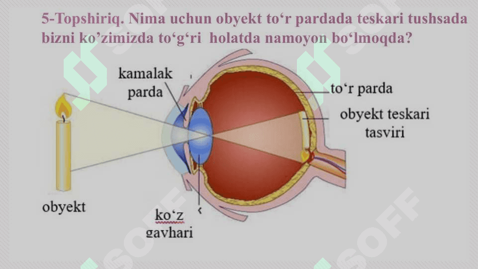 Eshitish organlarining tuzilishi, eshitish gigiyenasi 7