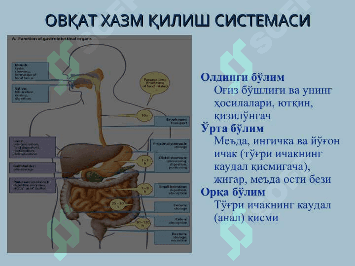 ОВҚАТ ХАЗМ ҚИЛИШ СИСТЕМАСИ. ОҒИЗ БЎШЛИҒИ АЪЗОЛАРИ 4