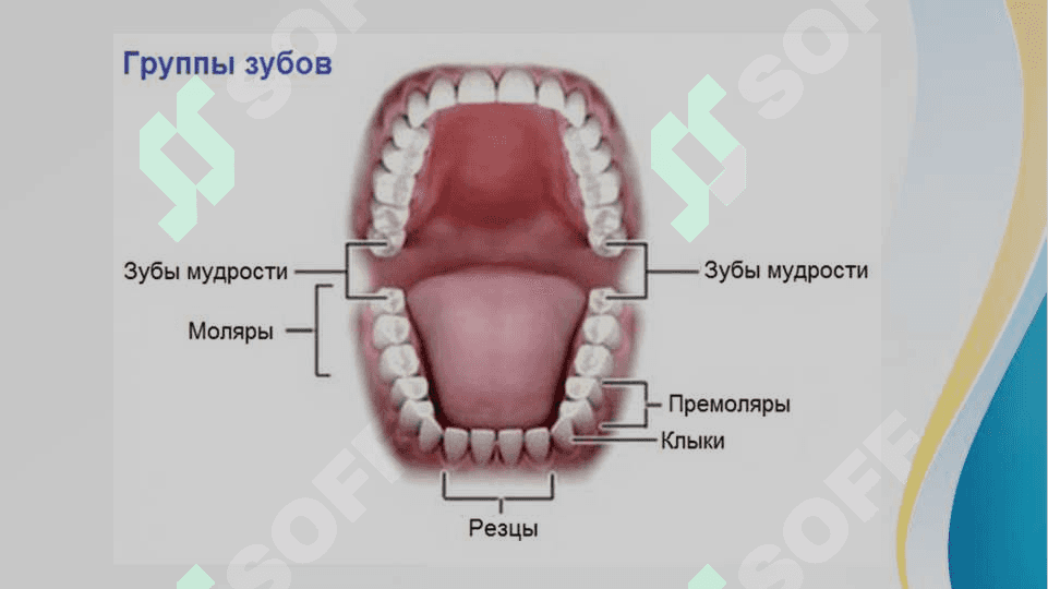 Tish belgilari norma va patologiyasi 4