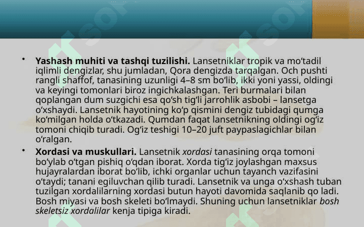 Lansetnik – tuban tuzilgan xordali hayvon 4