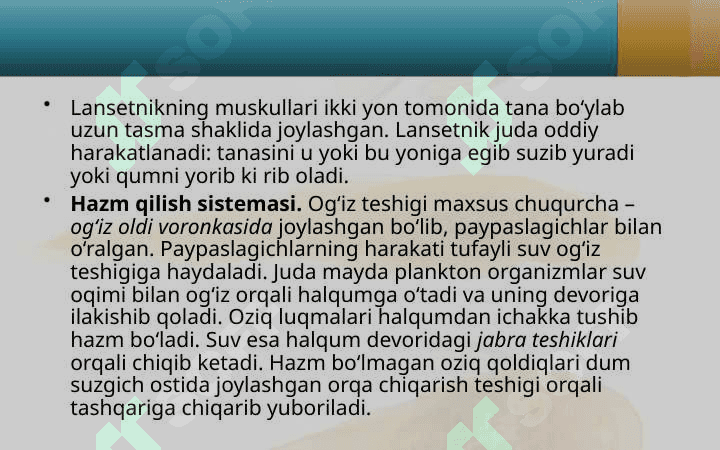Lansetnik – tuban tuzilgan xordali hayvon 8