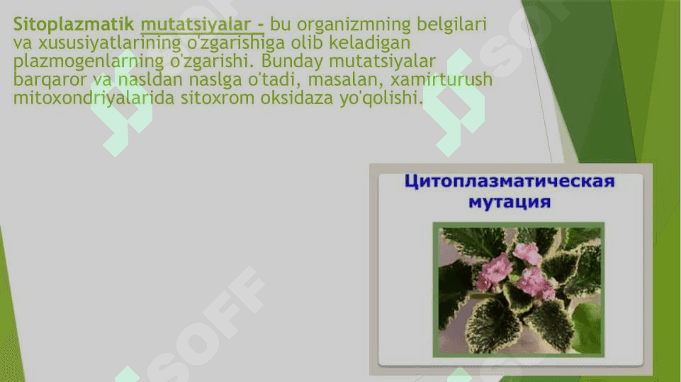 Sitoplazmatik mutatsiyalar 2
