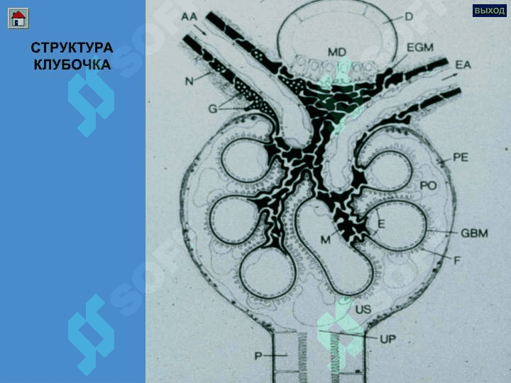 ГЛОМЕРУЛОНЕФРИТЛАР ПИЕЛОНЕФРИТЛАР 4