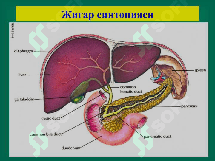 Жигар хирургик касалликлари 2