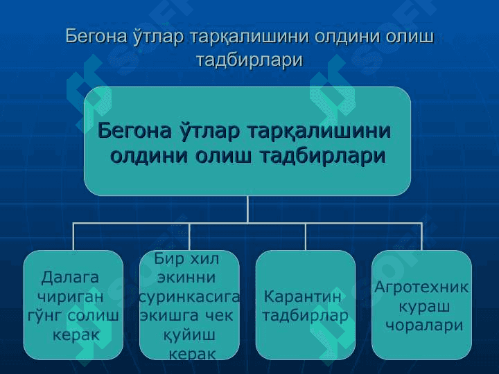 БЕГОНА ЎТЛАРГА ҚАРШИ КУРАШ ЧОРАЛАРИ 4