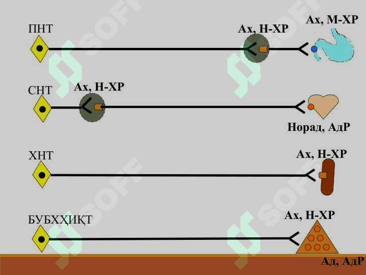 АДРЕНОМИМЕТИКЛАРСИМПАТОМИМЕТИКЛАР 2