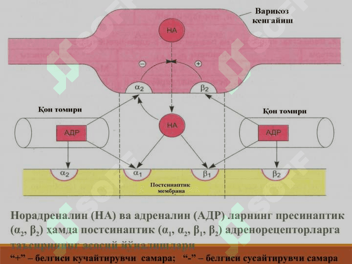 АДРЕНОМИМЕТИКЛАРСИМПАТОМИМЕТИКЛАР 5