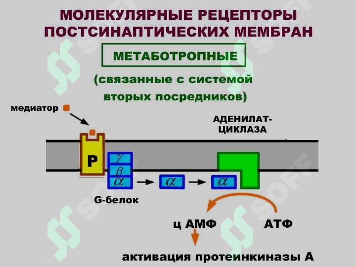 НЕЙРОМЕДИАТОРЫ 4