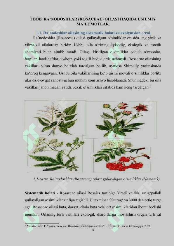 Ra'nodoshlar (Rosaceae)oilasi, vakillari, tarqalishi, tuzilishi, ko'payishi, ahamiyati 5