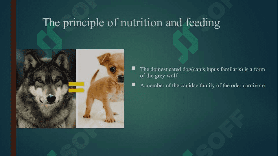 pet nutration 2