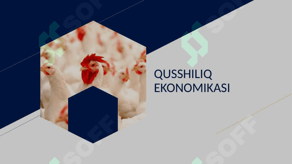 QUSSHILIQ EKONOMIKASI || Qushchilik 2