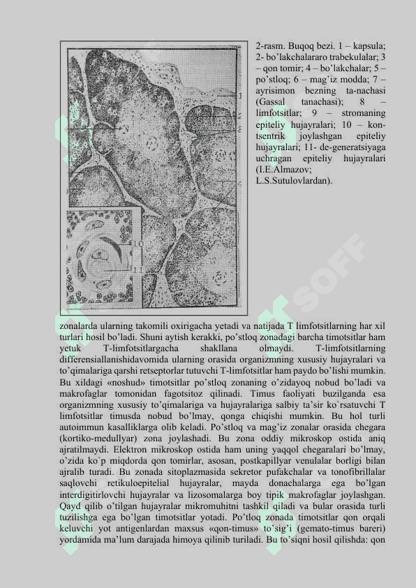 QON YARATUVCHI VA IMMUN-HIMOYA A’ZOLARI 8