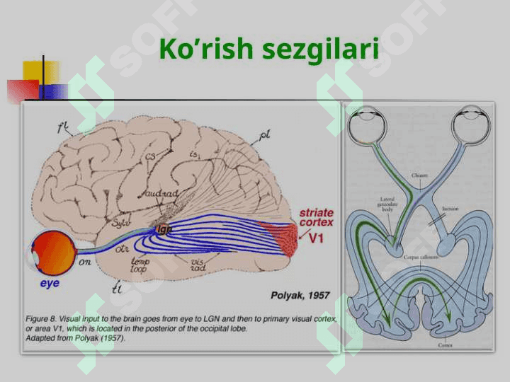 SHAXSNING IJTIMOIY BORLIQNI BILISHI 8