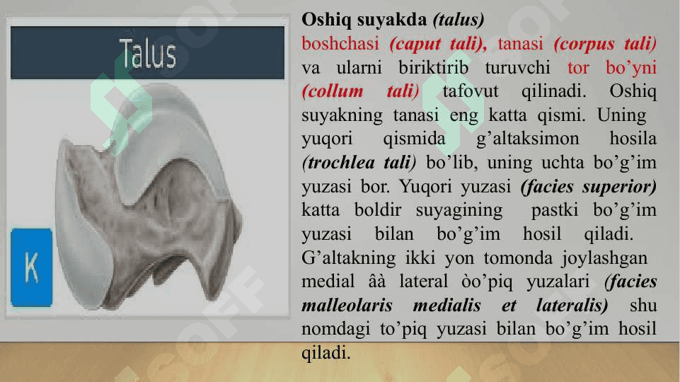 Oyoq panja suyaklarining tuzilishi 4