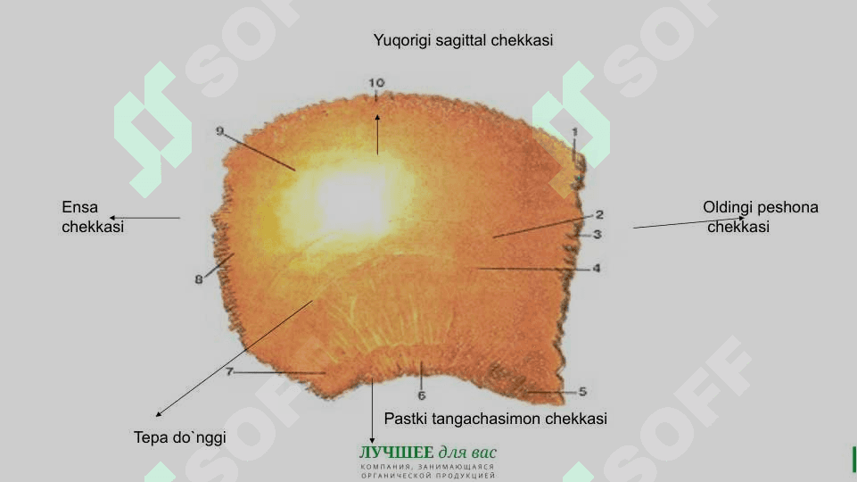 Tepa suyagi tuzilishi 4