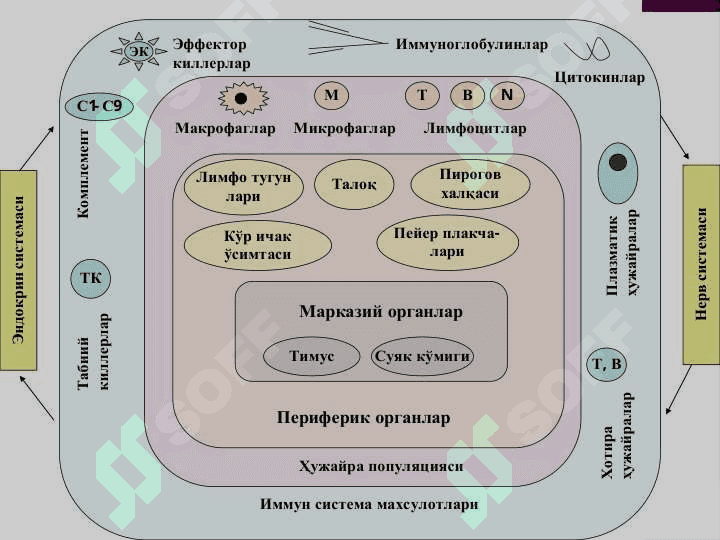 Одамлар, ҳайвонлар, ўсимликлар ва хатто бактерияларда касаллик чақирувчи қўзғатувчилардир. Улар тузилиши, кўпайиши ва бошқа хусусиятлари билан бактериялар, спирохеталар, микроскопик замбуруғлар, хламидиялар ва реккетсиялардан кескин фарқ қилади. Шу сабабли ҳам улар микродунёда алоҳида шоҳликка ажратилганлар. 2