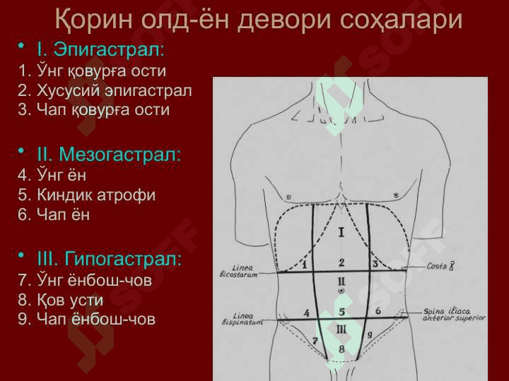 Қорин деворлари клиник анатомияси. 4