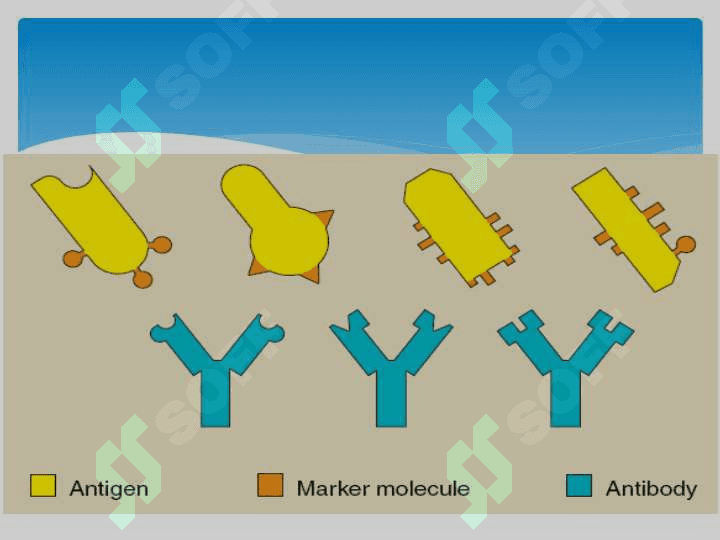 Antigen va antitela 4