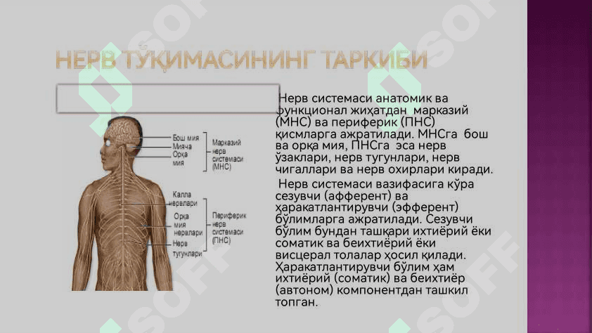 Нерв тукимаси 3