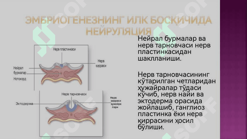Нерв тукимаси 4