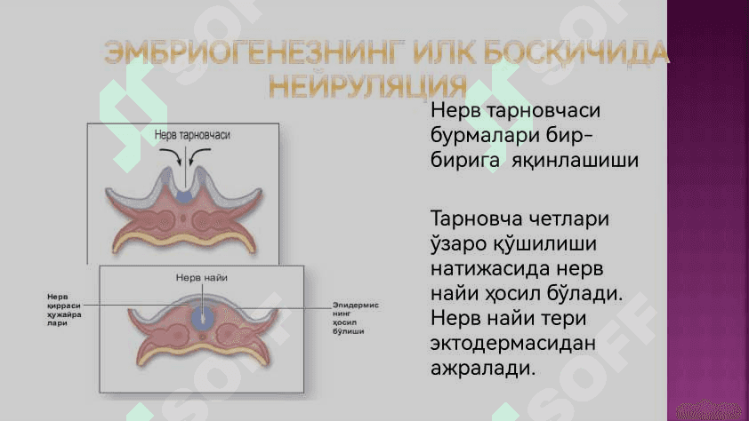 Нерв тукимаси 5