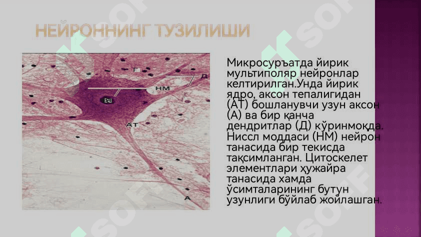 Нерв тукимаси 6