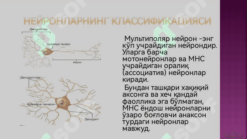 Нерв тукимаси 7
