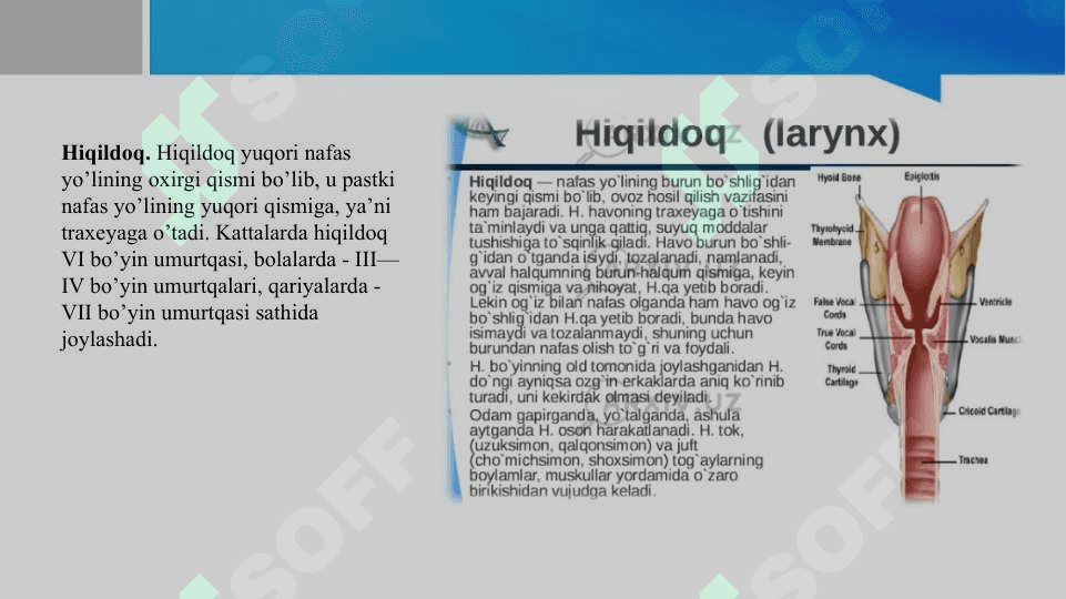 Hiqildoqni qon-tomir va nerv bilan innervatsiyasi 2