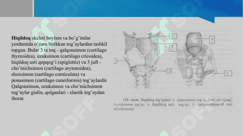 Hiqildoqni qon-tomir va nerv bilan innervatsiyasi 3