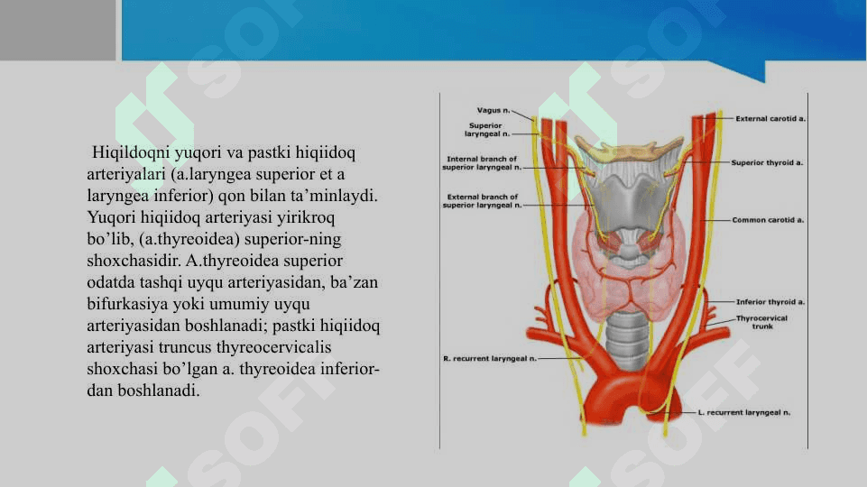 Hiqildoqni qon-tomir va nerv bilan innervatsiyasi 4