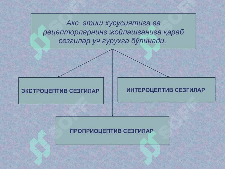 СЕЗГИ 4