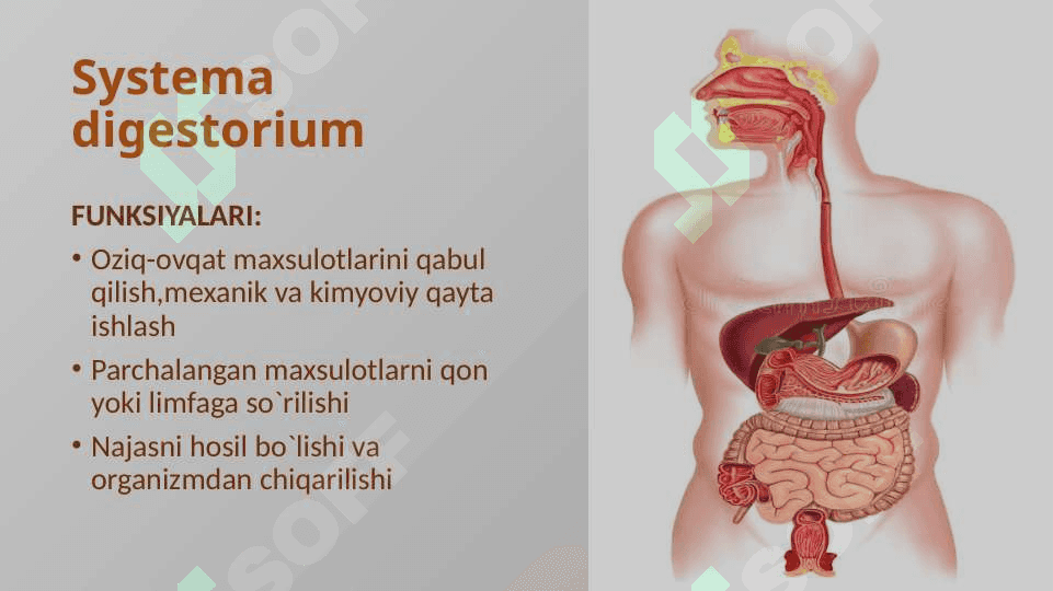 Ovqat hazm qilish 3