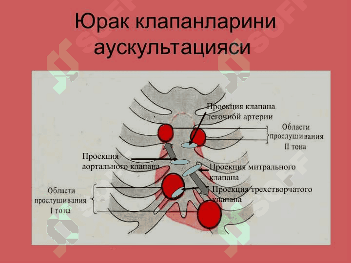 Юрак фаолиятининг ташқи кўринишлари 7