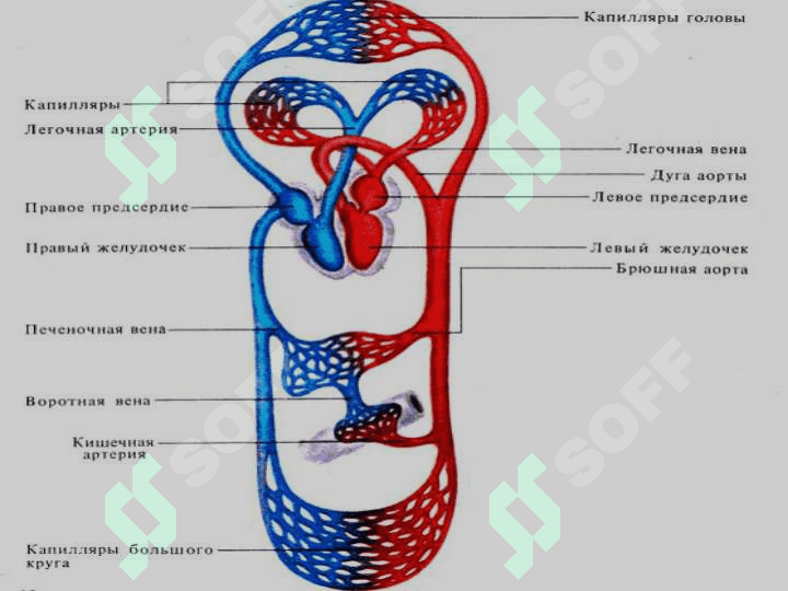 Қон айланиш 3