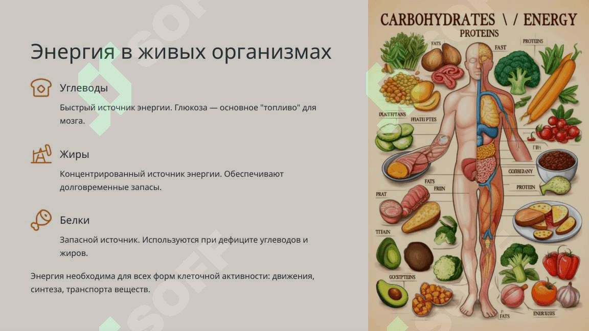 Образование и расход энергии в процессе обмена веществ 5