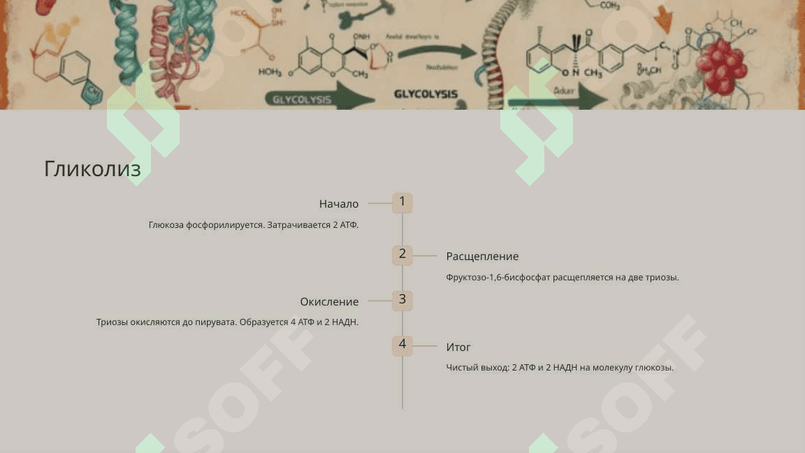 Образование и расход энергии в процессе обмена веществ 7