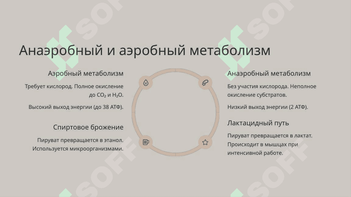 Образование и расход энергии в процессе обмена веществ 8