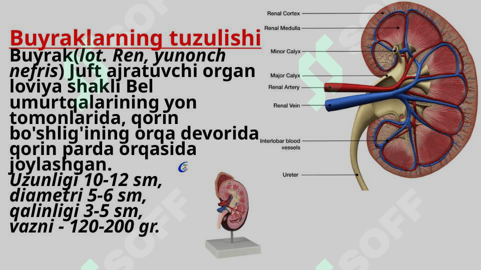 Buyrak anatomiyasi. 7