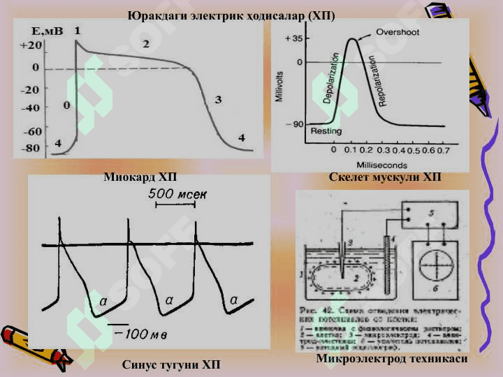Yurak-qon tomir fiziologiyasi 8