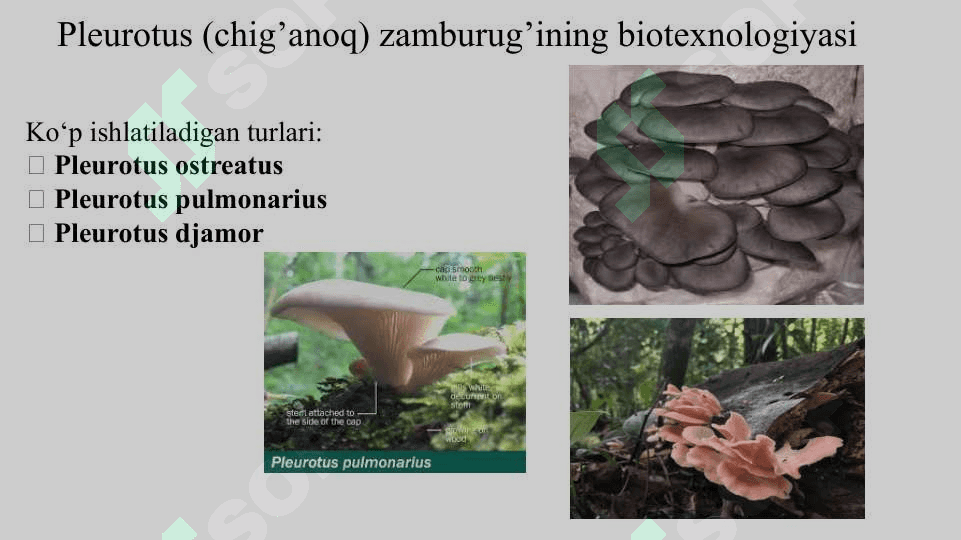 Isteʼmol qilinadigan zamburugʻlar biotexnologiyasi 4