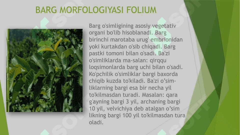 Barg morfalogiyasi anatomiya 3