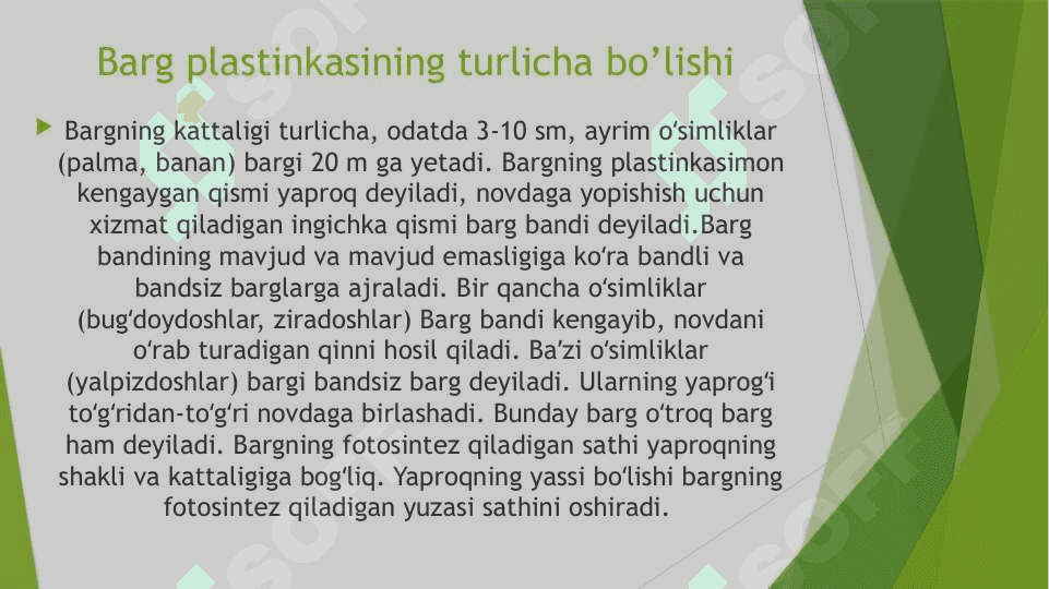 Barg morfalogiyasi anatomiya 5