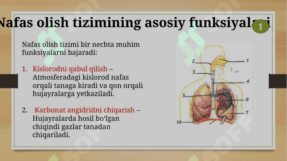 Nafas olish tizimi 3