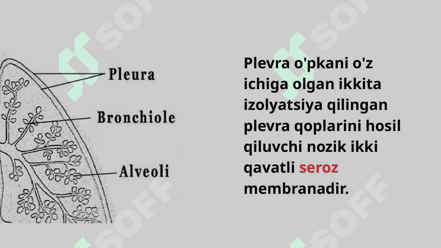 Plevraning topografiyasi 2