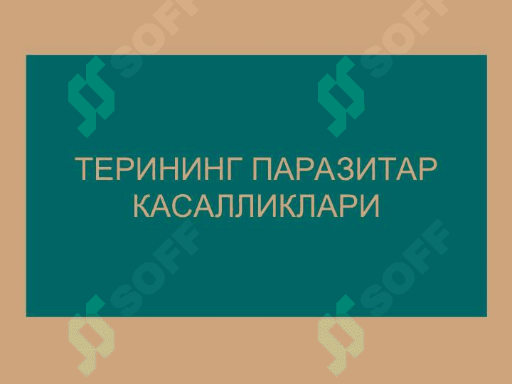 Терининг тузилиши, морфологик элементлари 2