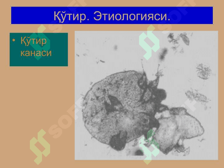 Терининг тузилиши, морфологик элементлари 5